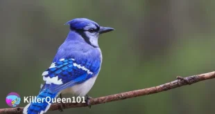 Beautiful Blue Headed pionus