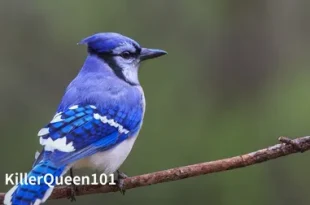 Beautiful Blue Headed pionus