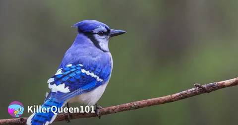 Beautiful Blue Headed pionus
