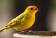 Beautiful Canary Birds