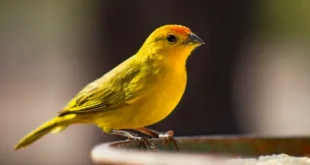 Beautiful Canary Birds