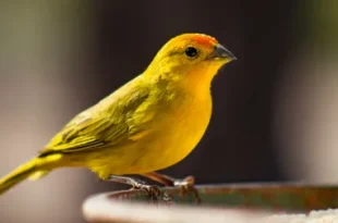 Beautiful Canary Birds
