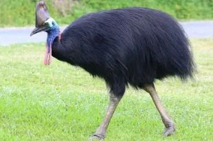 Best Cassowary Birds