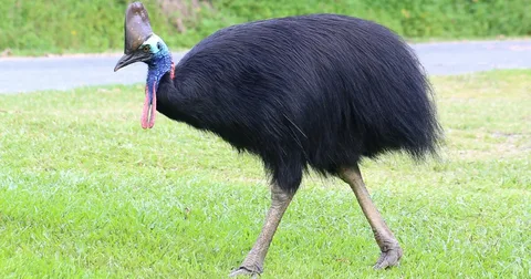 Best Cassowary Birds