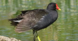 Beautiful American Coot