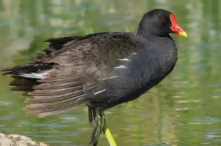 Beautiful American Coot