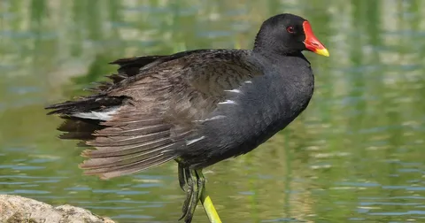 Beautiful American Coot