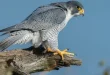 Best Peregrine Falcon Birds