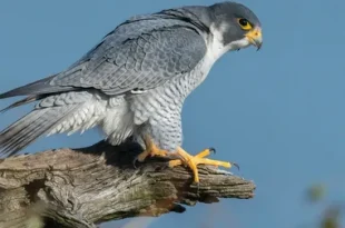Best Peregrine Falcon Birds
