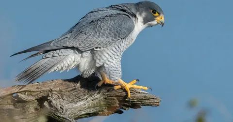 Best Peregrine Falcon Birds