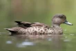 Best gray teal Birds