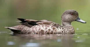 Best gray teal Birds