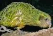 Beautiful Kakapo Birds