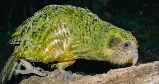 Beautiful Kakapo Birds