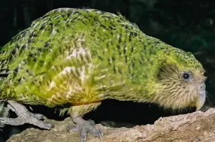 Beautiful Kakapo Birds
