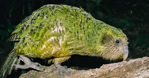 Beautiful Kakapo Birds