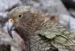 Beautiful Kea Birds