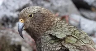 Beautiful Kea Birds
