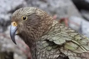 Beautiful Kea Birds
