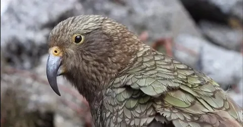 Beautiful Kea Birds