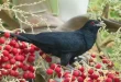 Beautiful Koel Birds
