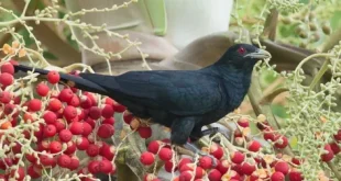 Beautiful Koel Birds