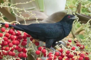 Beautiful Koel Birds