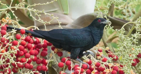 Beautiful Koel Birds