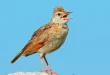 Beautiful Lark Bird