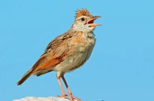 Beautiful Lark Bird