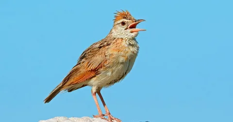 Beautiful Lark Bird