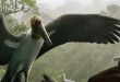Best Leptoptilos Birds
