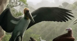 Best Leptoptilos Birds