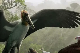 Best Leptoptilos Birds