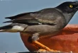 Beautiful Mynah Birds