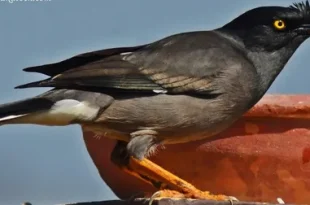 Beautiful Mynah Birds
