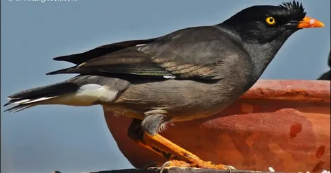 Beautiful Mynah Birds