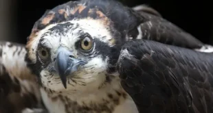 Beautiful Osprey Birds