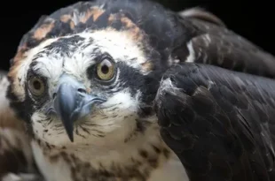 Beautiful Osprey Birds