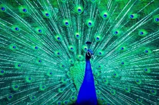 Beautiful Peafowl Bird