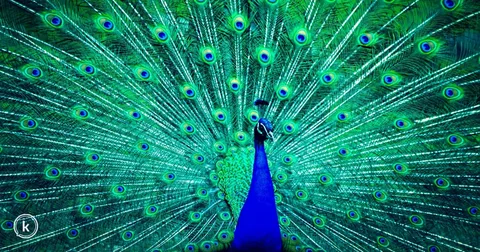 Beautiful Peafowl Bird