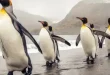 Best Penguins Birds
