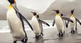 Best Penguins Birds