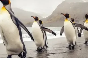 Best Penguins Birds