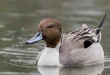 Best American Pintail Bird