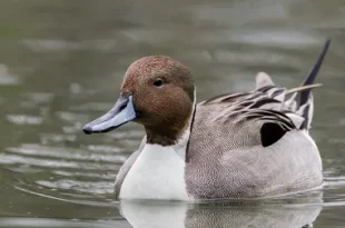 Best American Pintail Bird