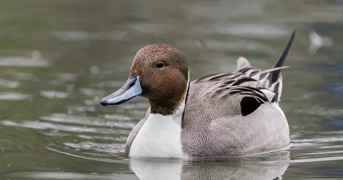 Best American Pintail Bird