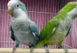 Beautiful Quaker Parrots