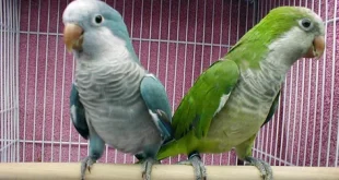 Beautiful Quaker Parrots