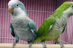 Beautiful Quaker Parrots